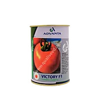 TOMATO VICTORY F1