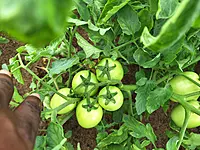 Tomato Victory F1