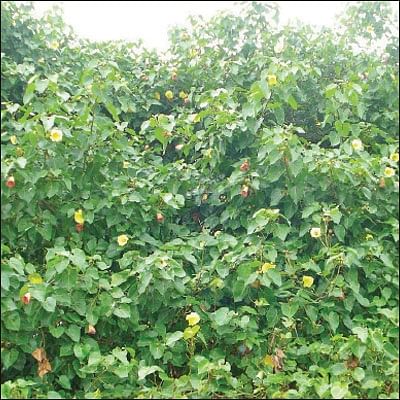 Thespesia populnea (பூவரசு மரம் )