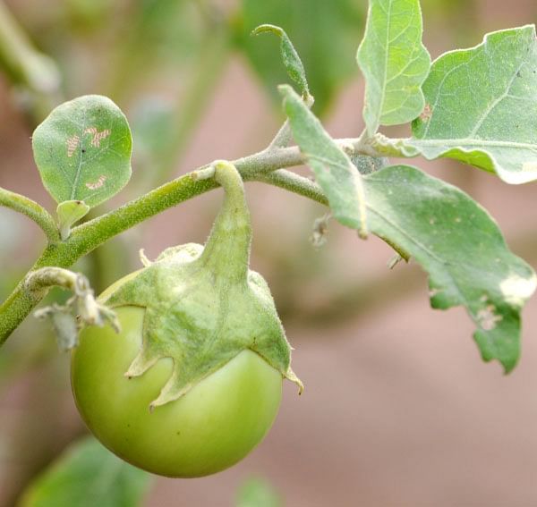 KULASAI BRINJAL