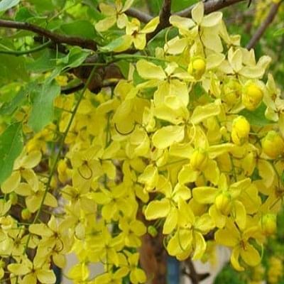 Golden shower tree | சரக்கொன்னை