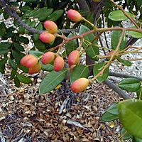 Sorgam Maram | Paradise Tree ( சொர்கம் மரம்)