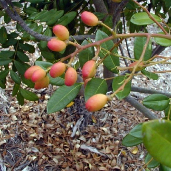 Sorgam Maram | Paradise Tree ( சொர்கம் மரம்)