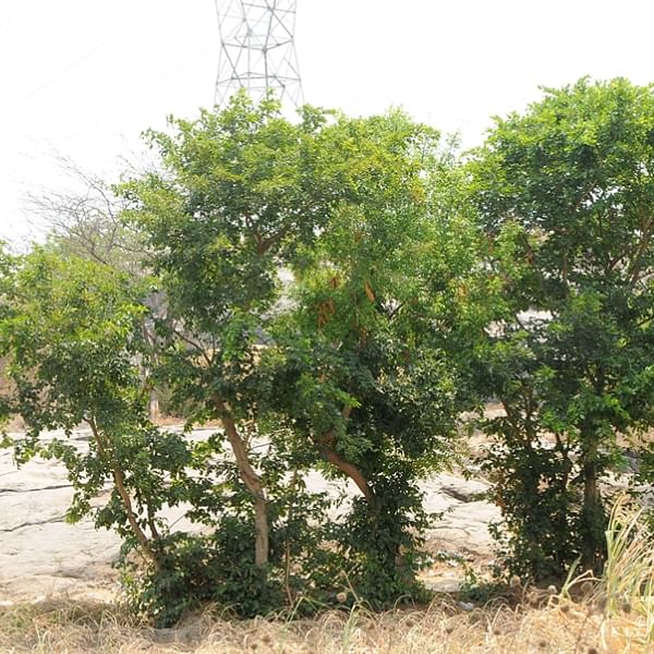 PUNGAN (புங்கன் )