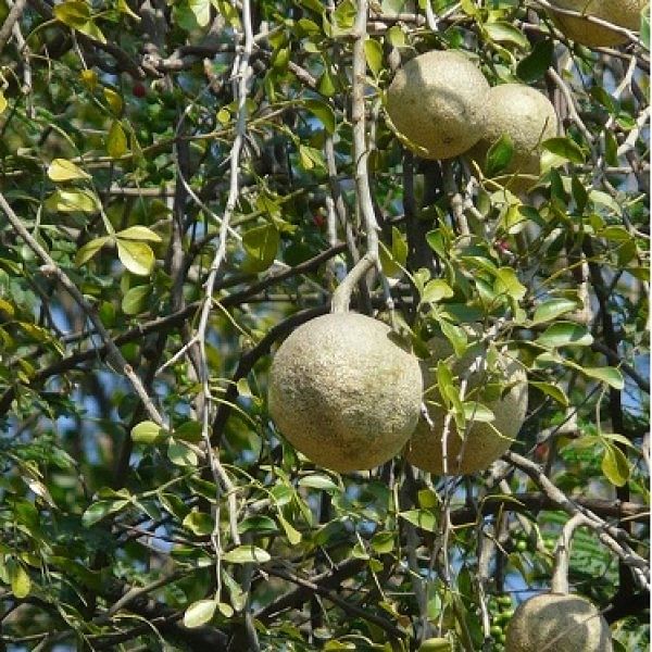 Vilambalam | Wood Apple ( விளாம்பழம்)