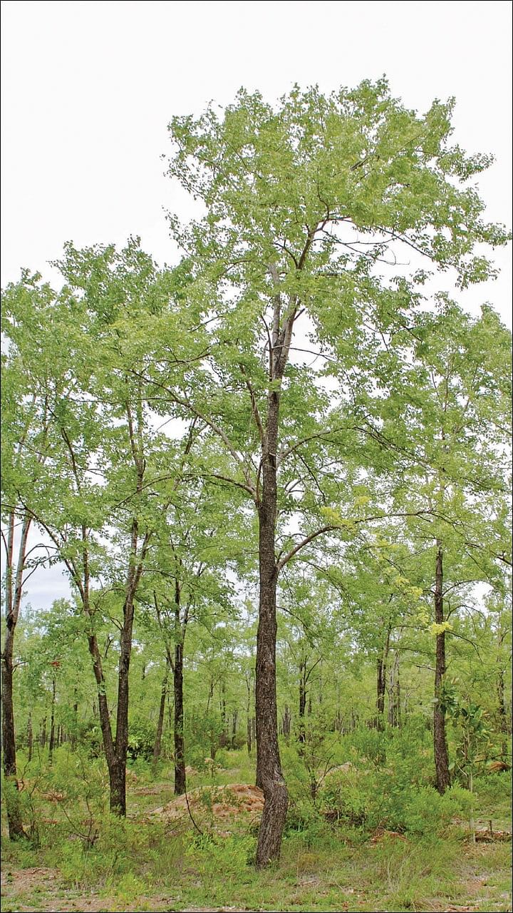 Accha Maram | Hardwickia (ஆச்சா மரம் )