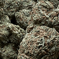 White Diesel Indoor Clásica