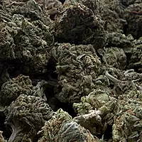 White Diesel Indoor Clásica