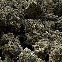 White Diesel Indoor Clásica