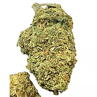 White Diesel Indoor Clásica