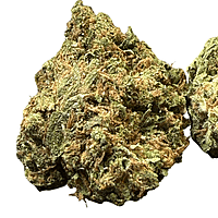 White Diesel Indoor Clásica