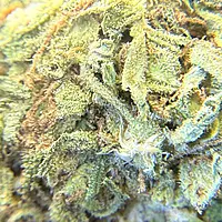 White Diesel Indoor Clásica