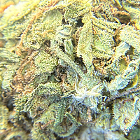 White Diesel Indoor Clásica