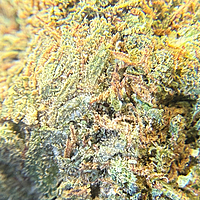 White Diesel Indoor Clásica