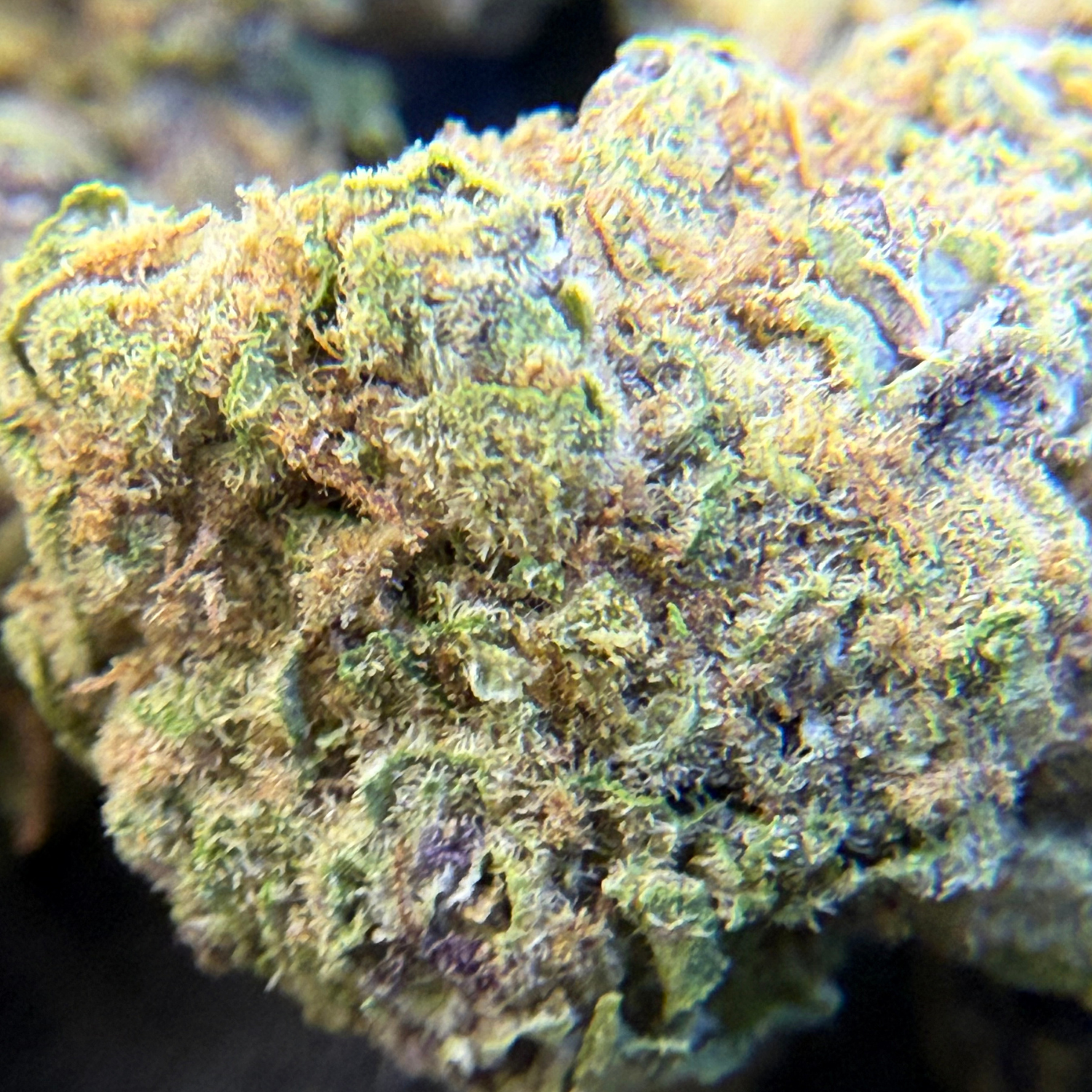 White Cookies Greenhouse Edición Mundialista
