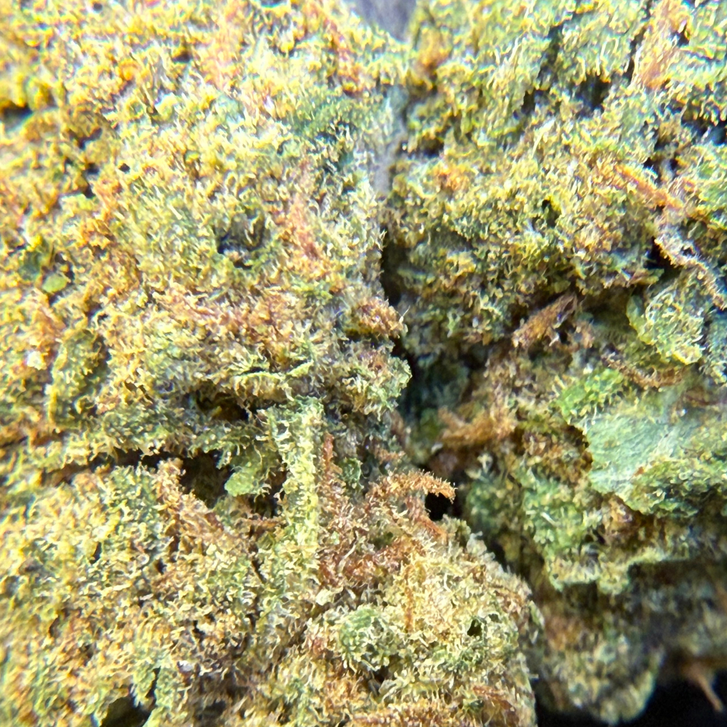 White Cookies Greenhouse Edición Mundialista