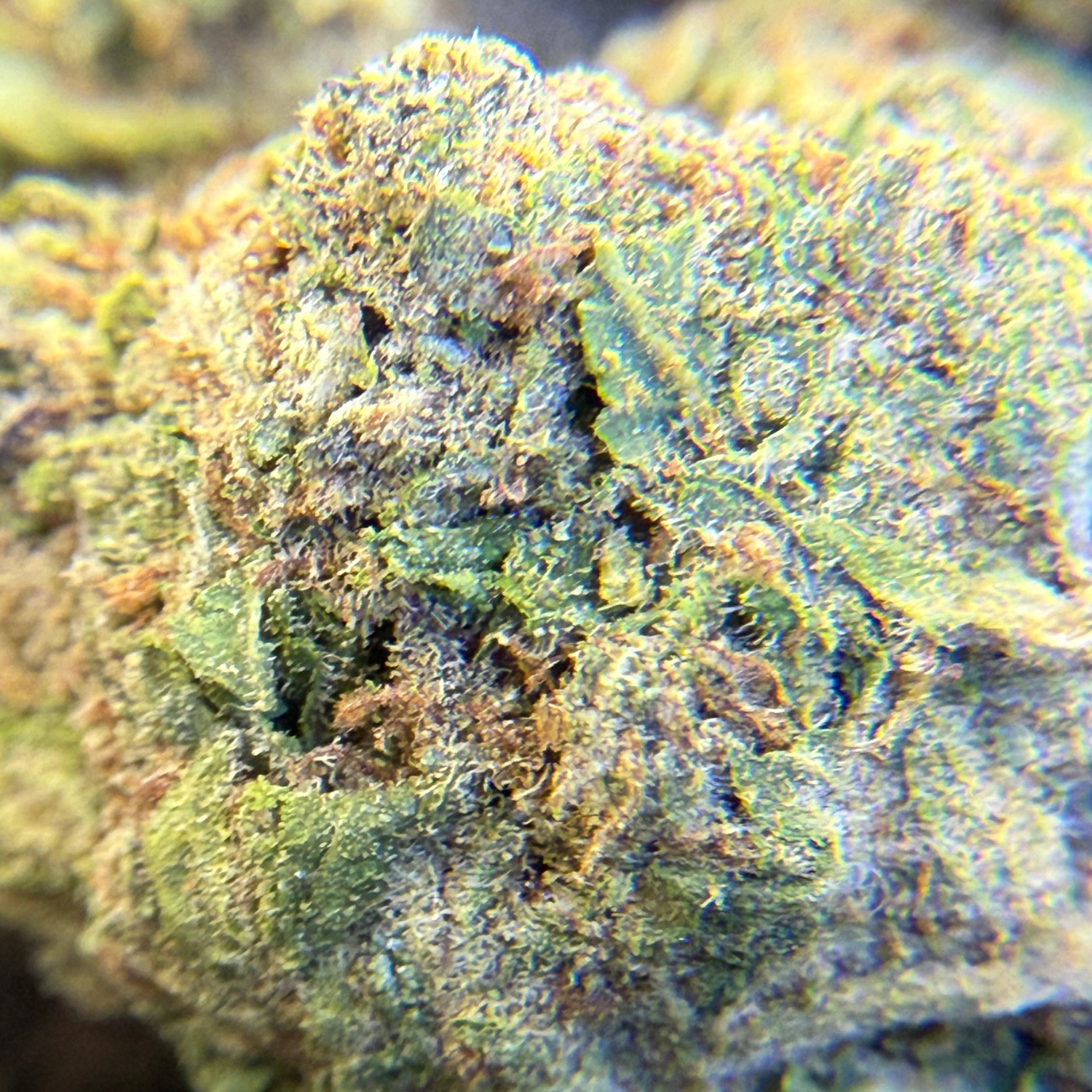 White Cookies Greenhouse Edición Mundialista