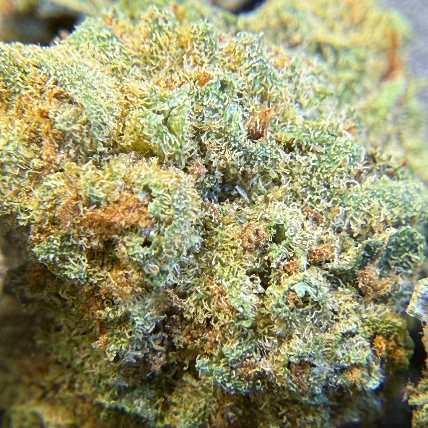 White Cookies Greenhouse Edición Mundialista