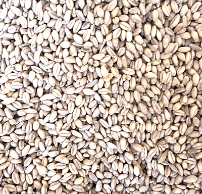 Whole Wheat.