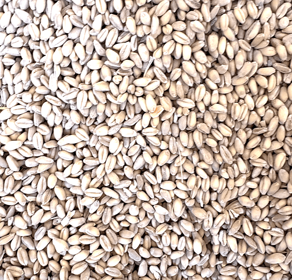 Whole Wheat.