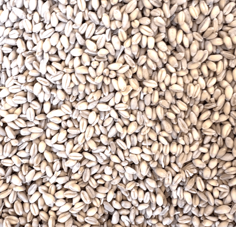 Whole Wheat.