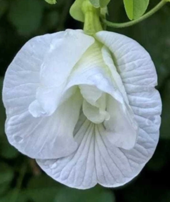 White - Sangu Poo