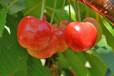 White Gold Cherry