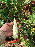 White Bitterguard | வெள்ளை பாகல்