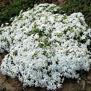WHITE DELIGHT CREEPING PHLOX (PHLOX SUB. 'WHITE DELIGHT')