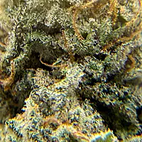 Wrank Indoor Hidropónica