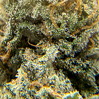 Wrank Indoor Hidropónica