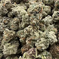 Wrank Indoor Hidropónica