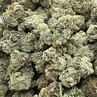 Wrank Indoor Hidropónica