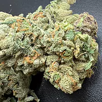 Wrank Indoor Hidropónica