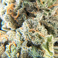 Wrank Indoor Hidropónica