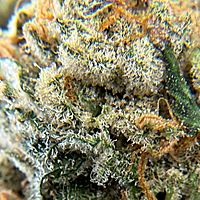 Wrank Indoor Hidropónica