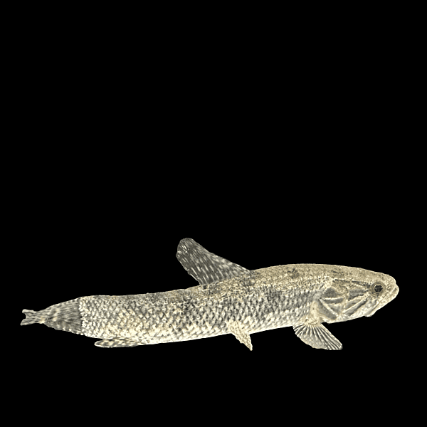 Wolf Fish (Hoplias malabaricus)