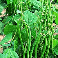 BEANS | பீன்ஸ்