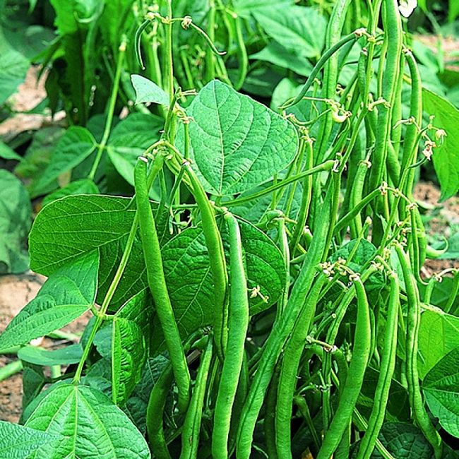 BEANS | பீன்ஸ்
