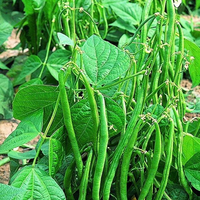 BEANS | பீன்ஸ்