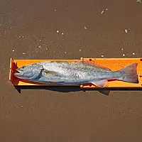 YAKGEAR Fish Stik - Lime Green