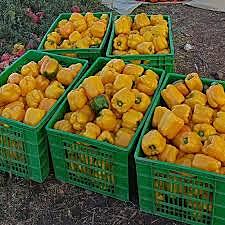 AgriBloom Bell Pepper-Yellow AgriBloom Bell Pepper-Yellow