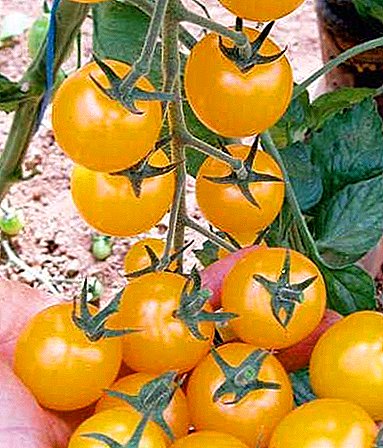 Yello Cherry Tomotto ( மஞ்சள் செர்ரி தக்காளி )